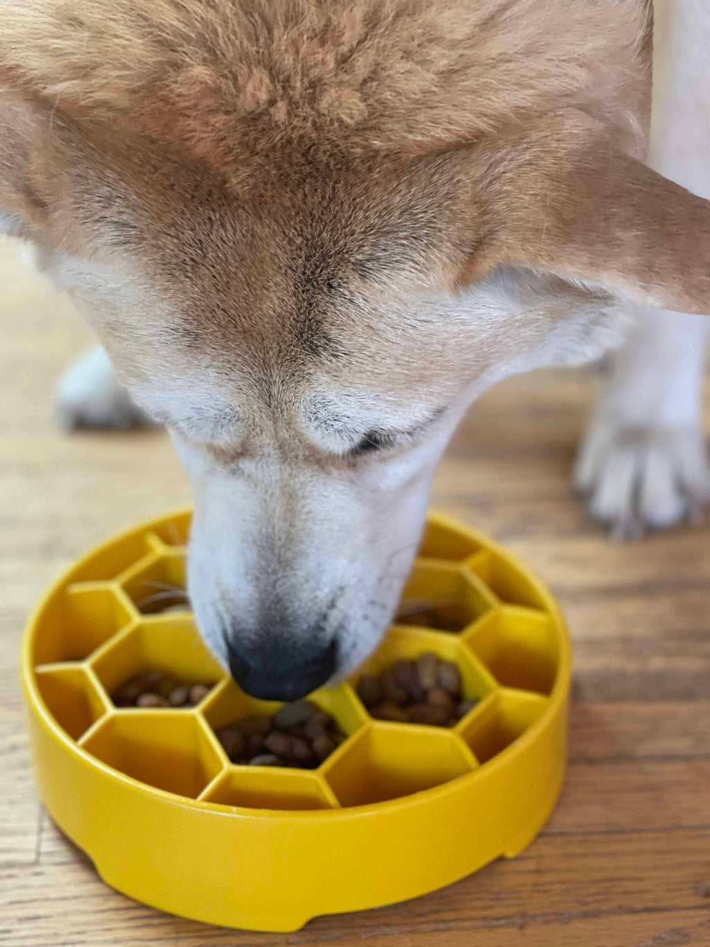 Honeycomb eBowl Deep Slow Feeder Dog Bowl for Enrichment | USA Made: Blue