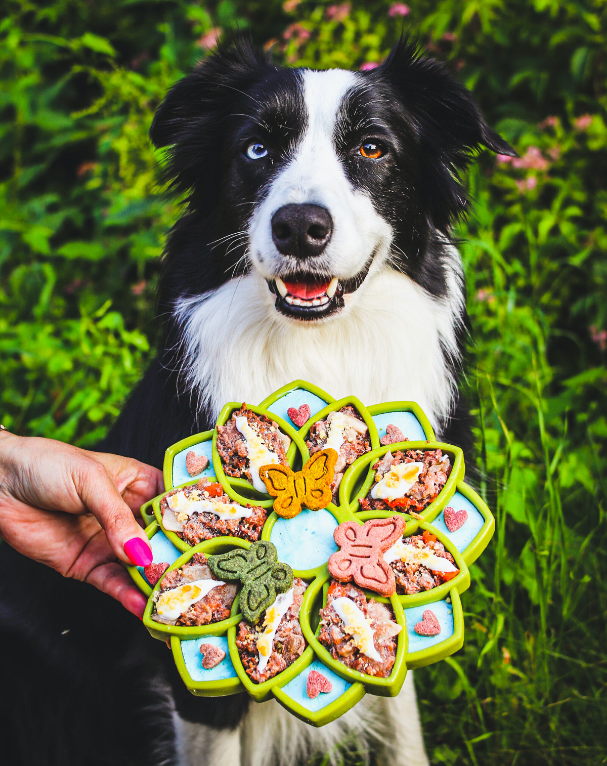 Mandala eTray Shallow Slow Feeder Dog Bowl for Enrichment | USA Made: Purple