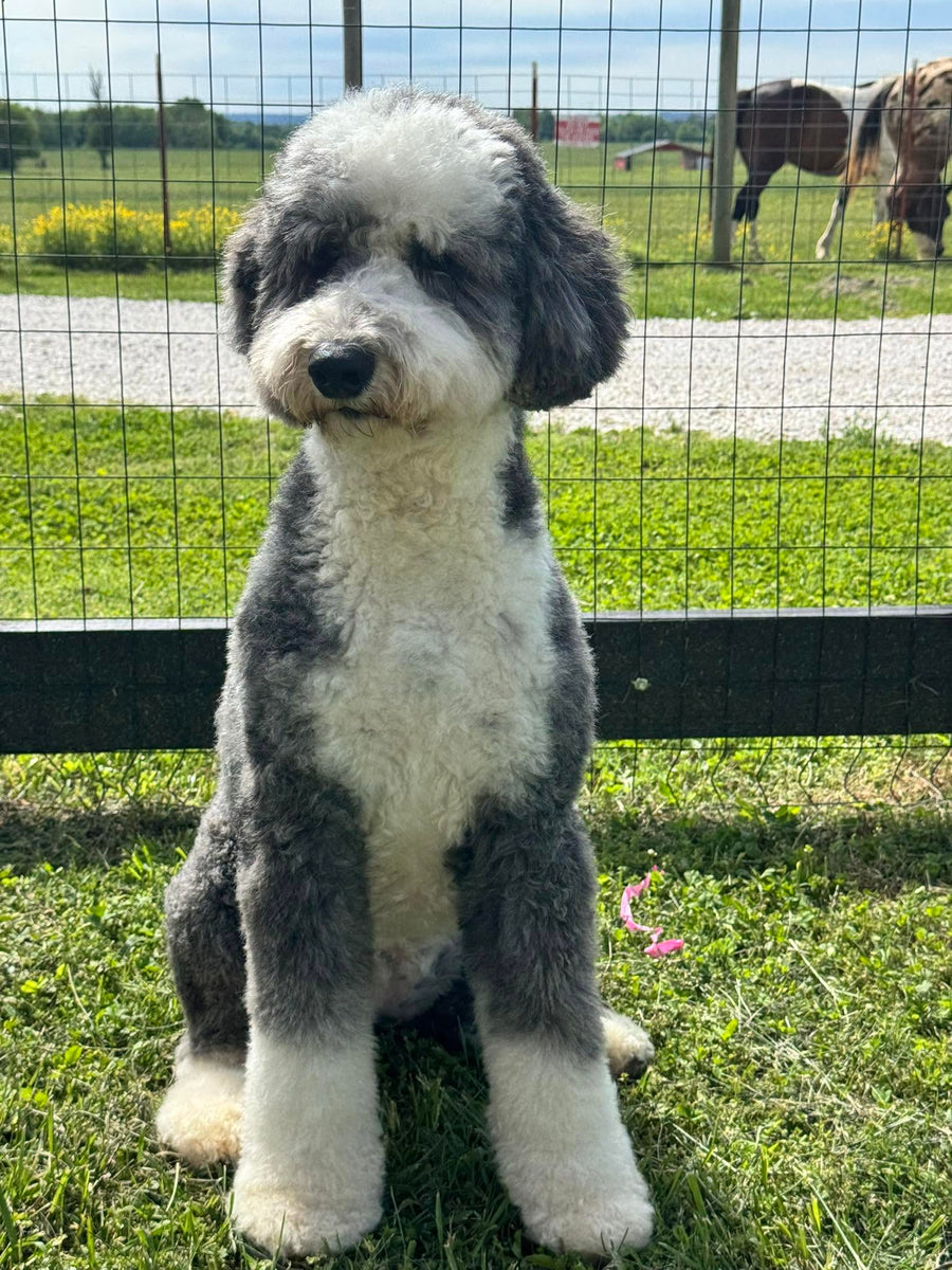 Fresh Cuts. Happy Pups.
