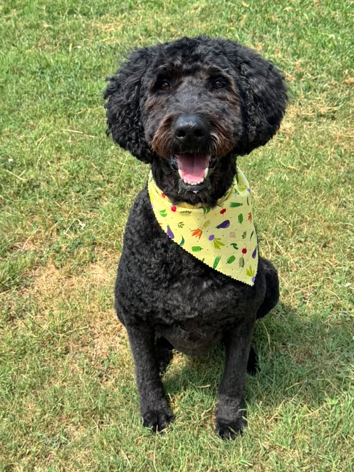 Fresh Cuts. Happy Pups.