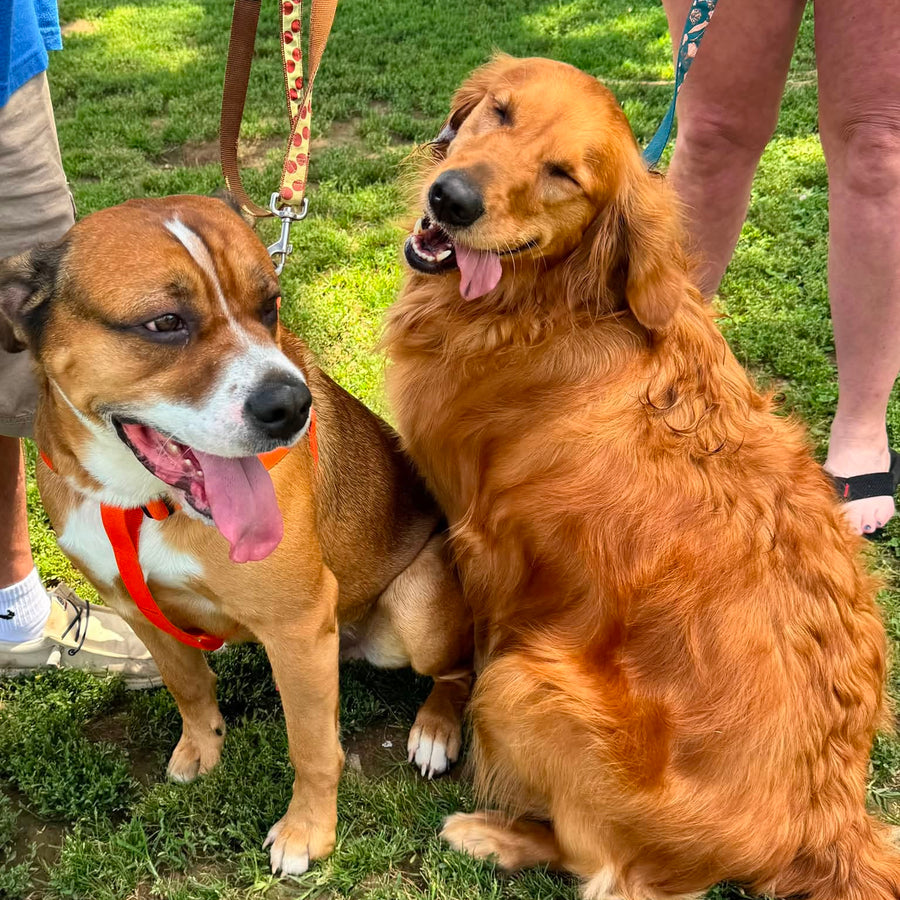 Milo and Lady May meeting during a dog daycare Meet & Greet at Missy Liu’s in Farmington, Arkansas
