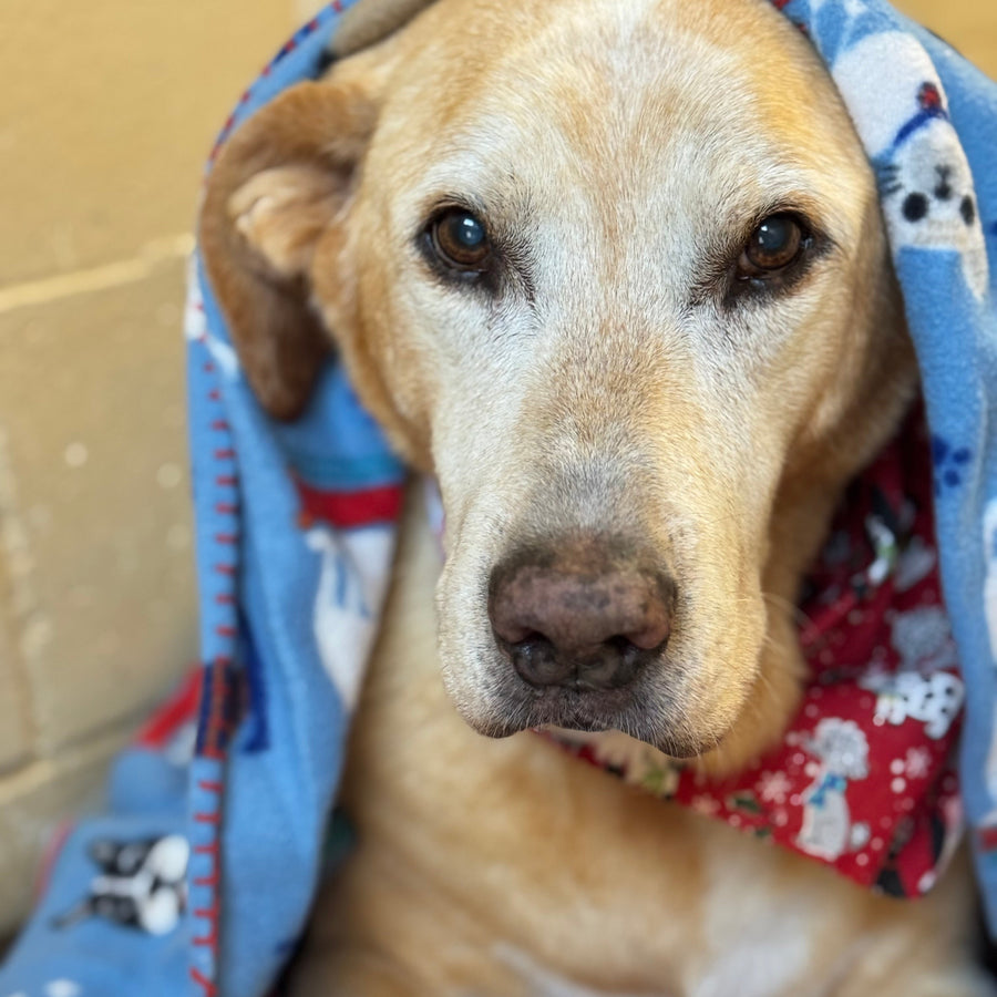 Senior yellow Labrador resting comfortably under a blue dog-print blanket at Missy Liu’s