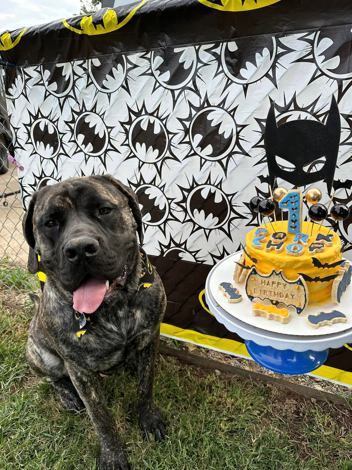 Dog celebrating with a custom birthday cake from Missy Liu’s Canine Kitchen in Farmington, Arkansas