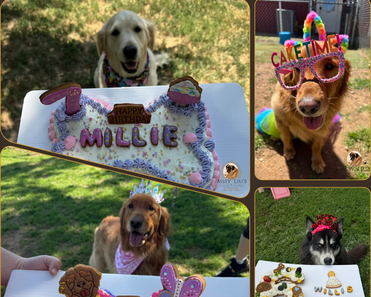 Dogs celebrating with a custom birthday cake from Missy Liu’s Canine Kitchen in Farmington, Arkansas