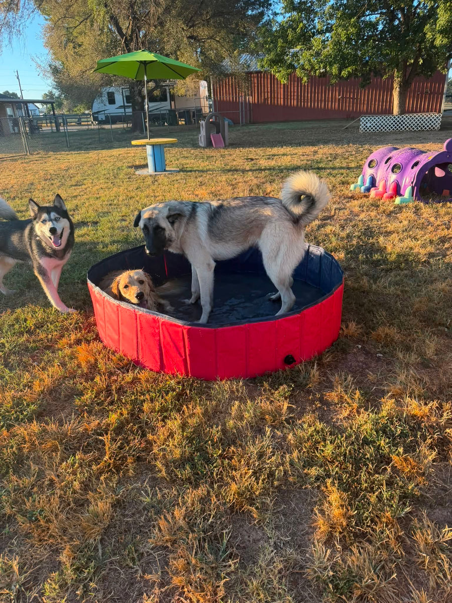Dogs enjoying outdoor exercise and enrichment activities at Missy Liu’s daycare in Farmington, Arkansas