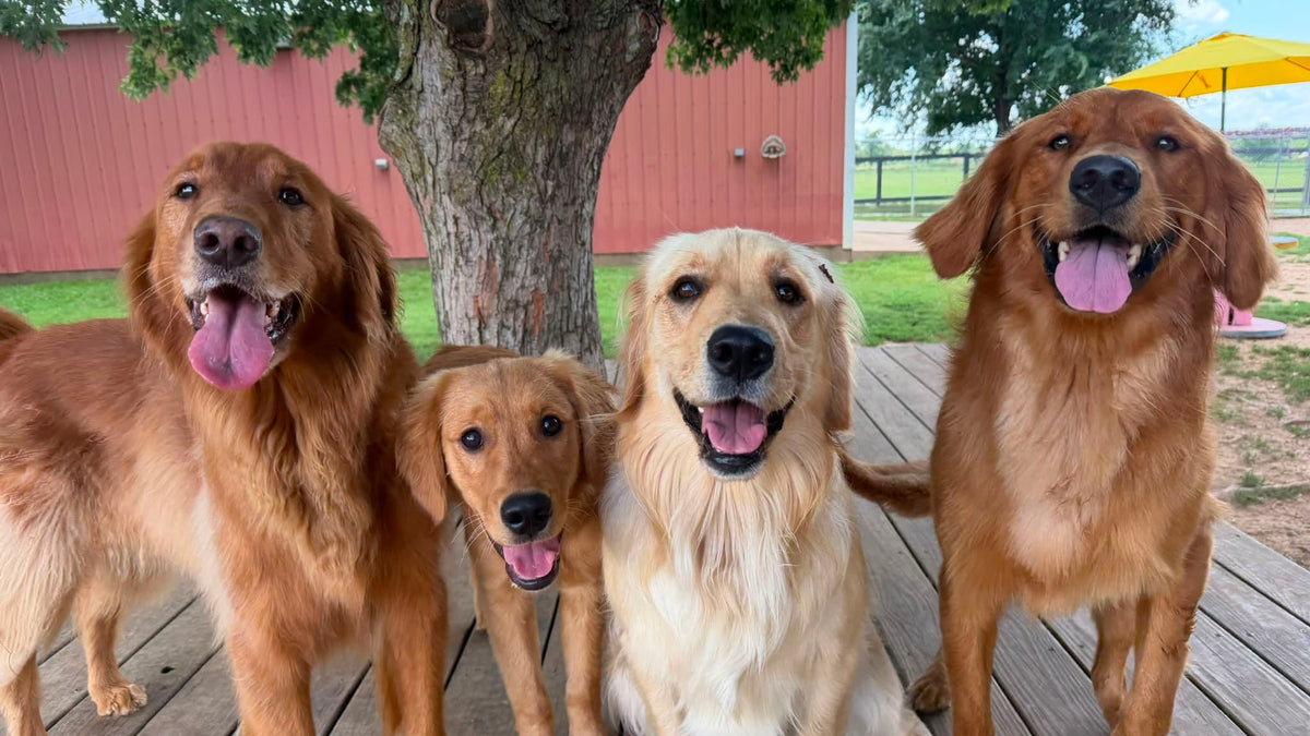 Dogs enjoying outdoor daycare at Missy Liu’s in Farmington, Arkansas