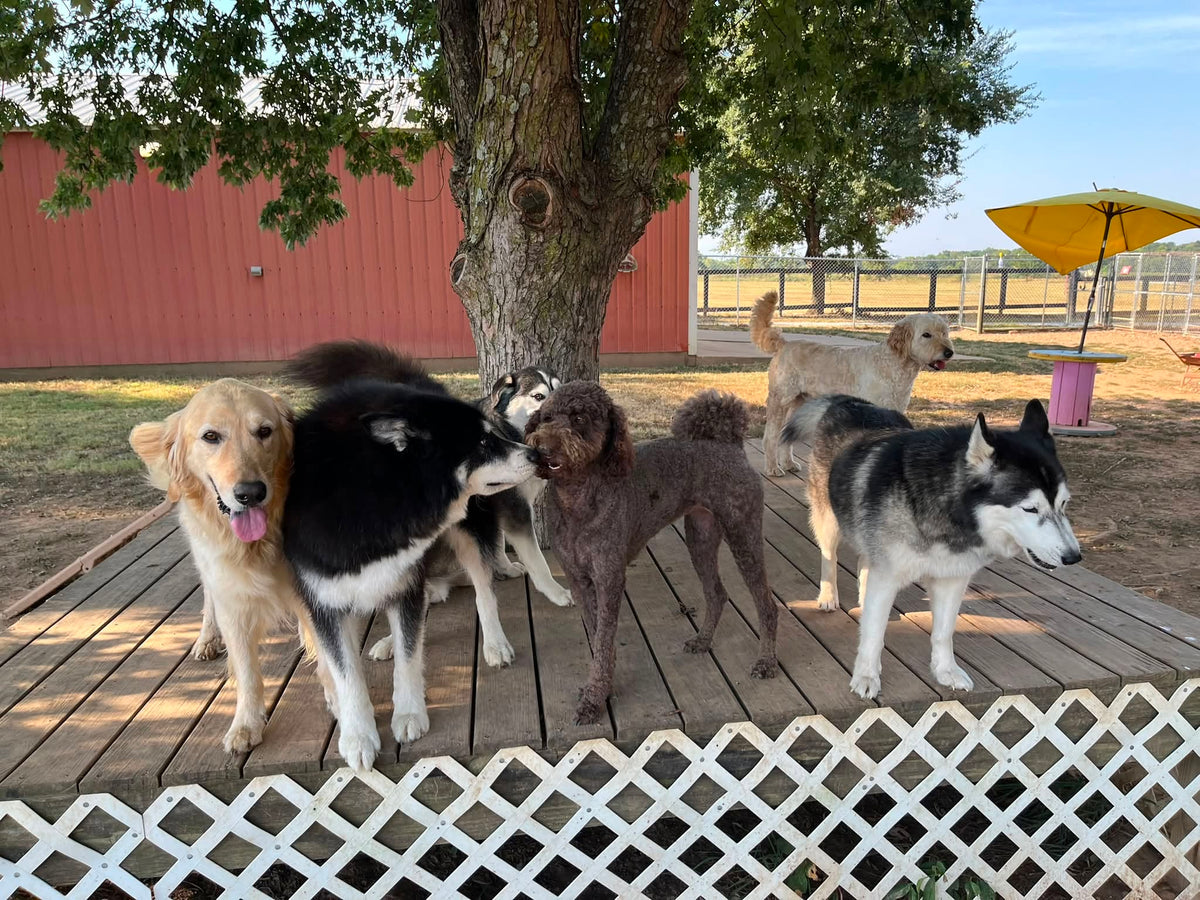 Dogs welcoming a new friend during daycare at Missy Liu’s in Farmington, Arkansas