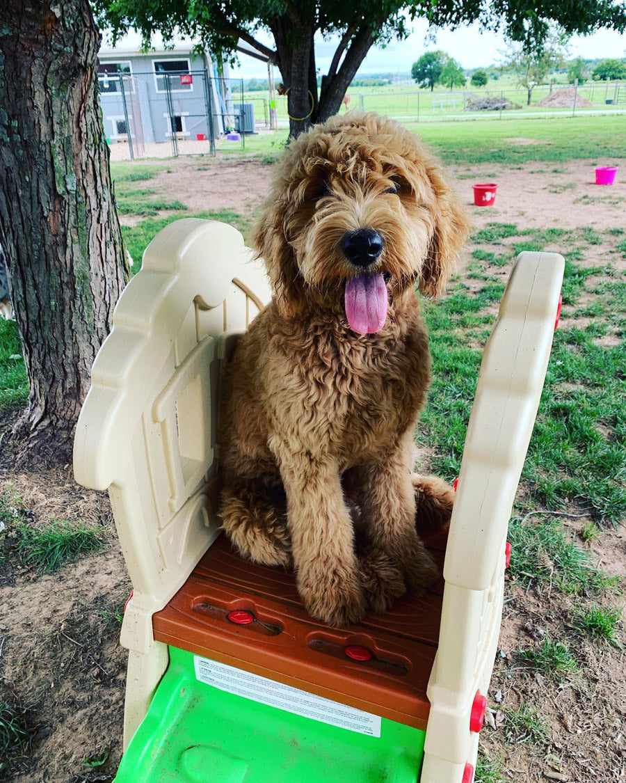 Dog enjoying outdoor play equipment at Missy Liu’s daycare in Farmington, Arkansas
