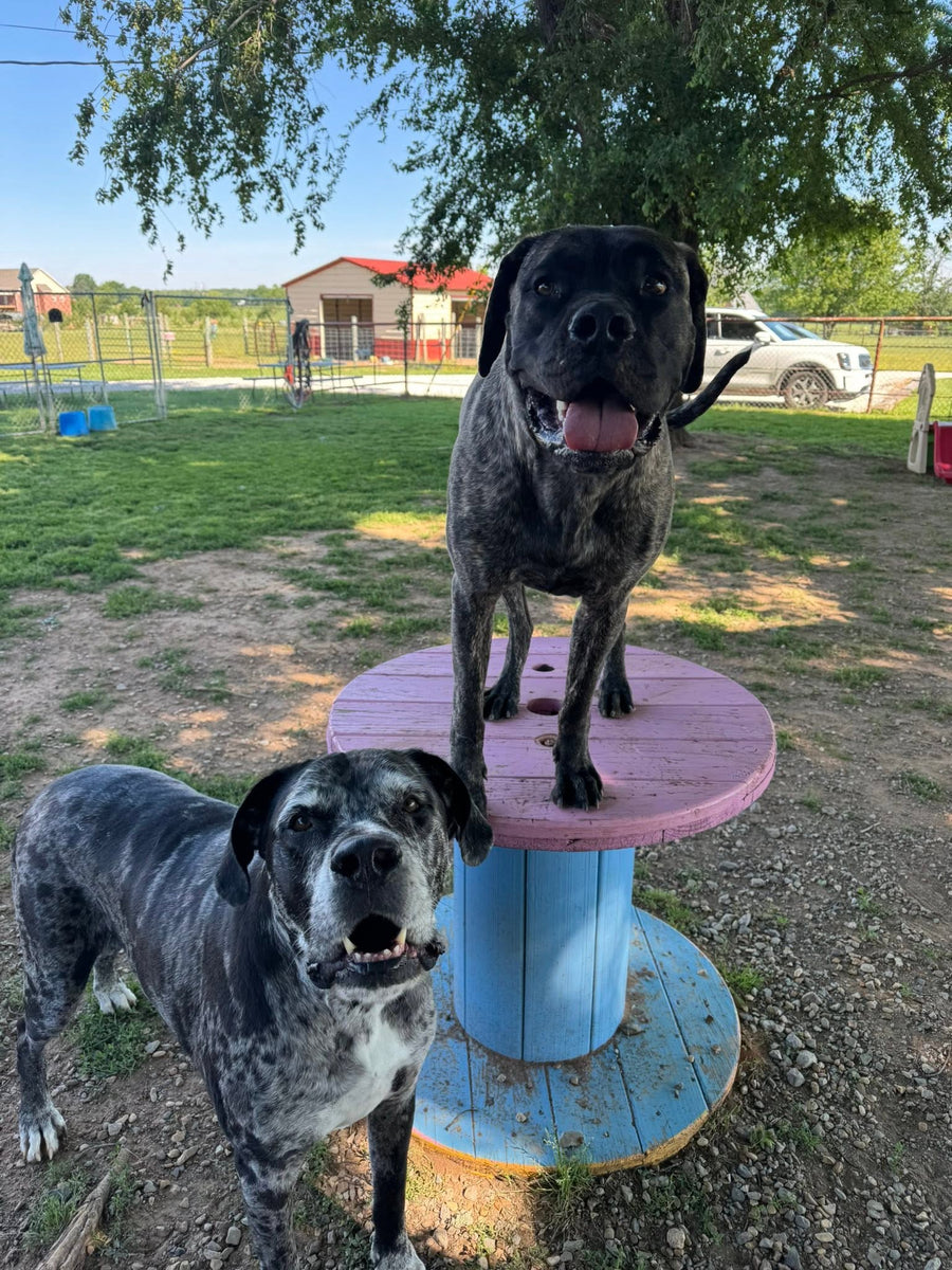 Dogs enjoying outdoor playtime at Missy Liu’s dog daycare in Farmington, Arkansas