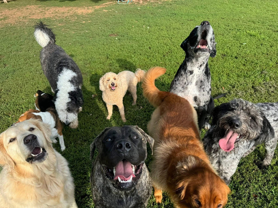 Dogs enjoying group play and socialization at Missy Liu’s dog daycare in Farmington, Arkansas
