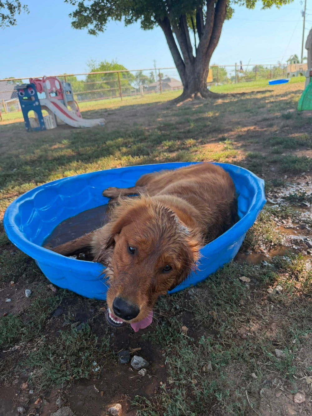 Golden retriever cooling off in a pool during outdoor daycare at Missy Liu’s in Farmington, Arkansas