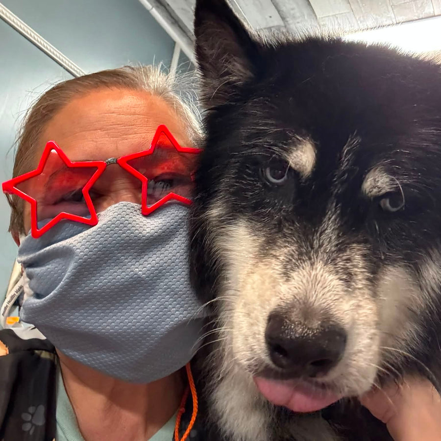 Missy Liu’s team member spending time with a husky during a grooming visit in Farmington, Arkansas