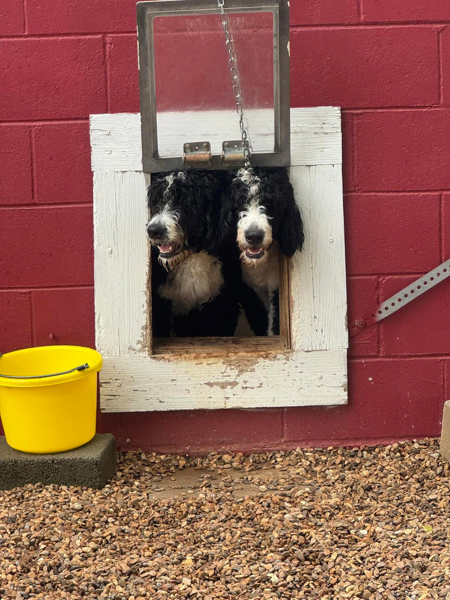 Two dogs peeking through a doggie door at Missy Liu’s dog daycare in Farmington, Arkansas