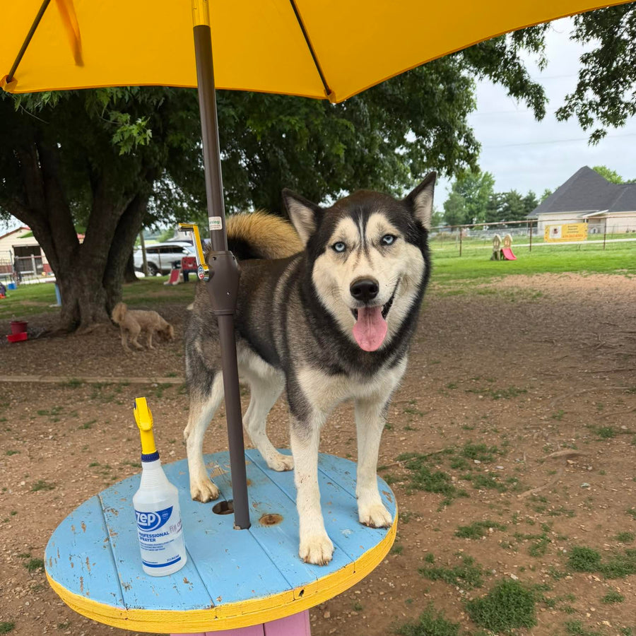 Duke enjoying outdoor dog daycare at Missy Liu’s in Farmington, Arkansas