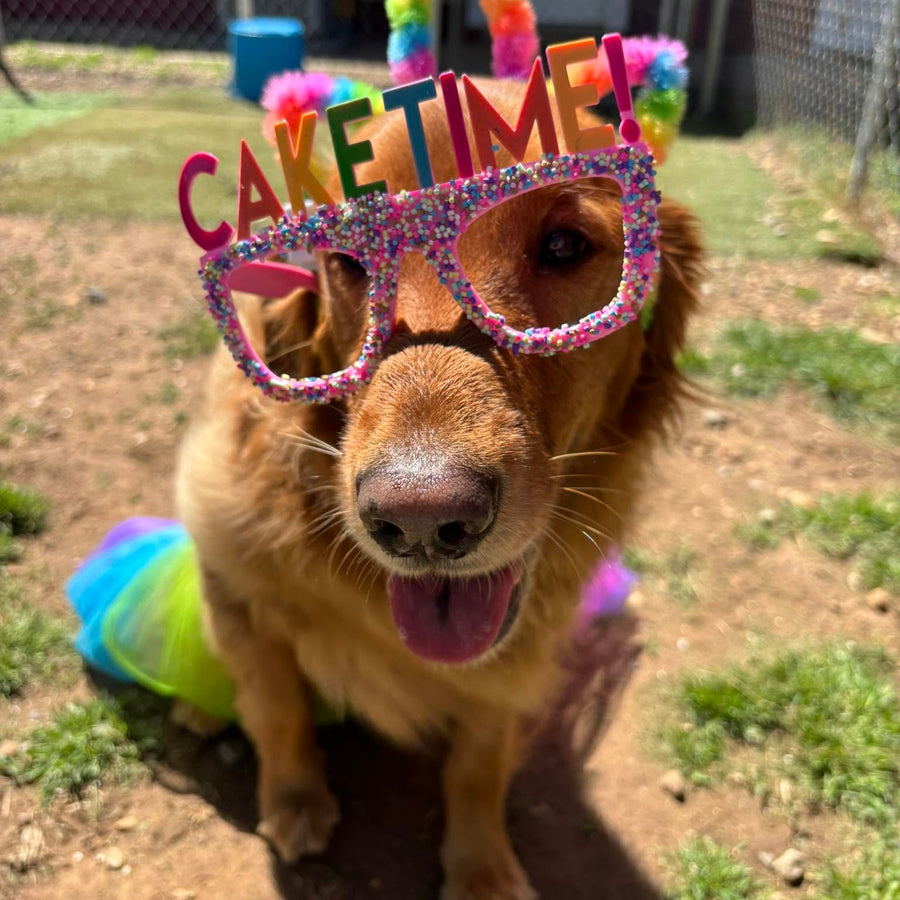 Golden retriever wearing Cake Time glasses during a fun daycare celebration at Missy Liu’s in Farmington, Arkansas