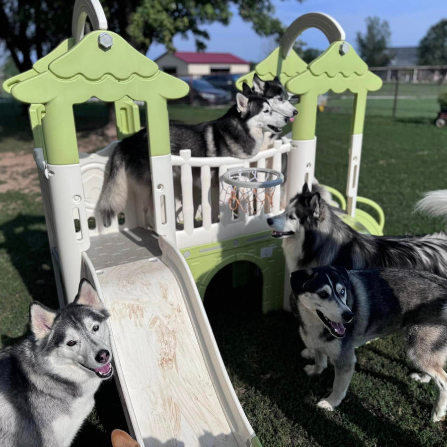 Huskies playing together on outdoor playground equipment at Missy Liu’s dog daycare in Farmington, Arkansas