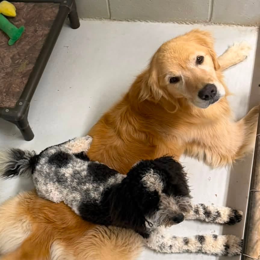 Two dogs lying on a white floor in front of a light gray tiled wall, with a small elevated pet bed holding plush toys in the background. One dog is golden tan and the other is black and white spotted.