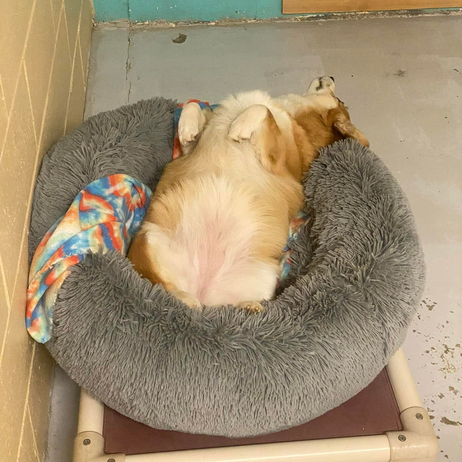 Tan-and-white dog sleeping belly-up in a plush gray bed with a colorful blanket inside a boarding room.