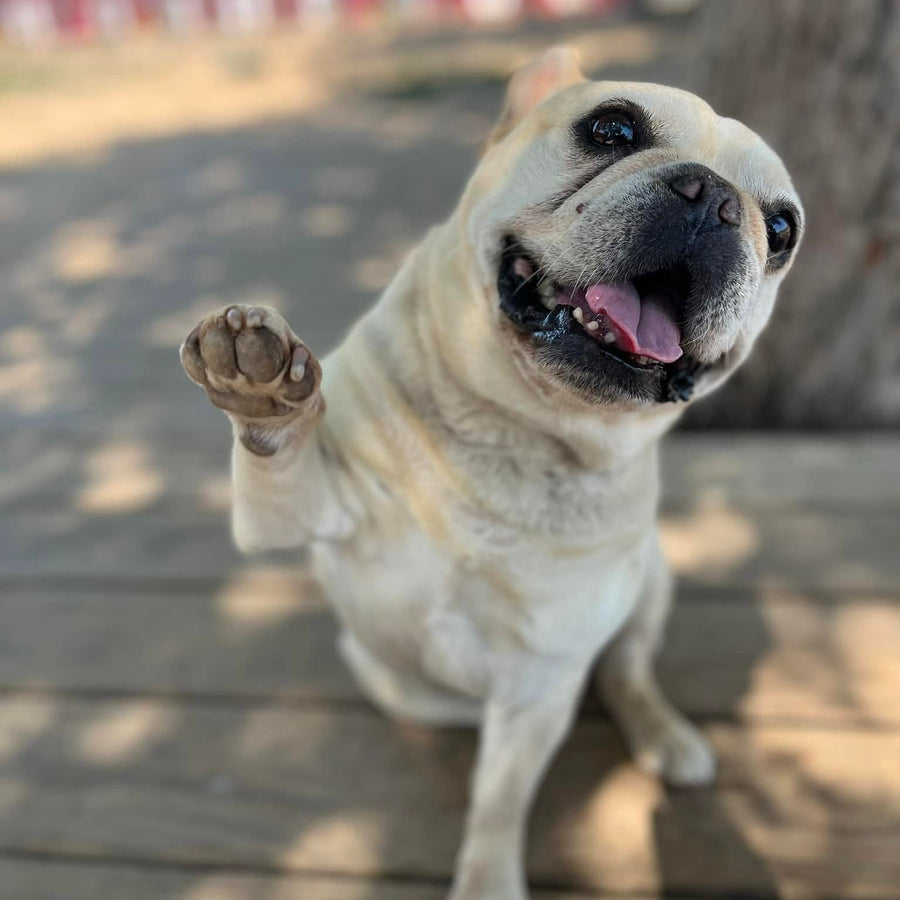 Cream-colored dog looking at the camera with one front paw raised while sitting on a shaded wooden deck.