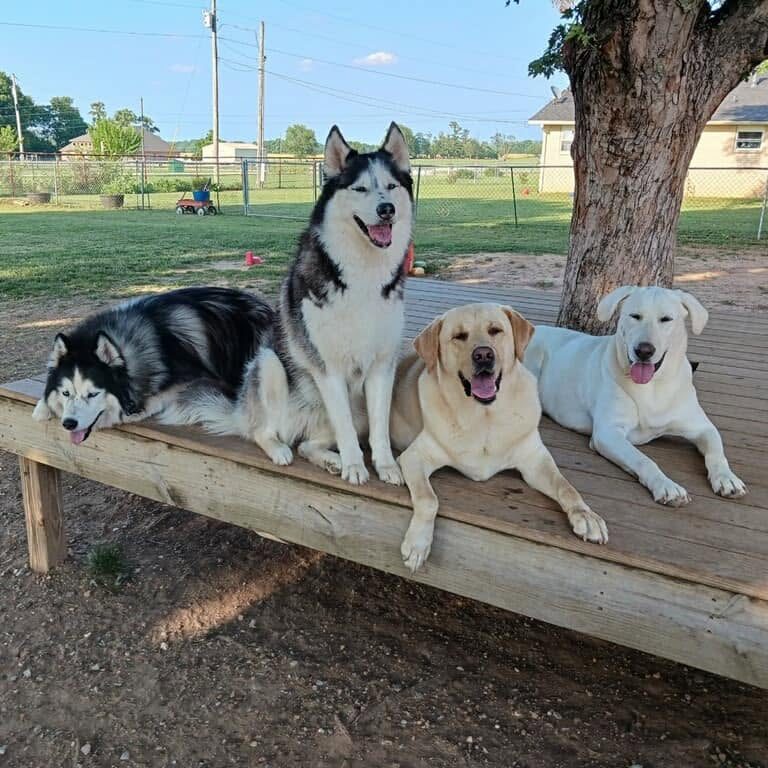 Four dogs relaxing on a wooden deck beneath a shade tree at Missy Liu Bed n Biscuit.