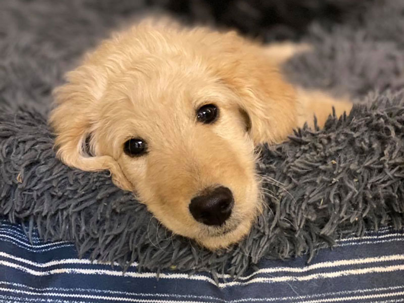 Cream-colored puppy resting its head on a plush gray dog bed and looking at the camera.