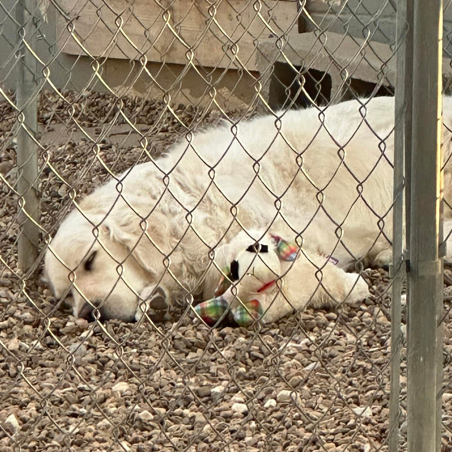 White dog resting beside a colorful stuffed toy in a fenced outdoor run at Missy Liu Bed n Biscuit.