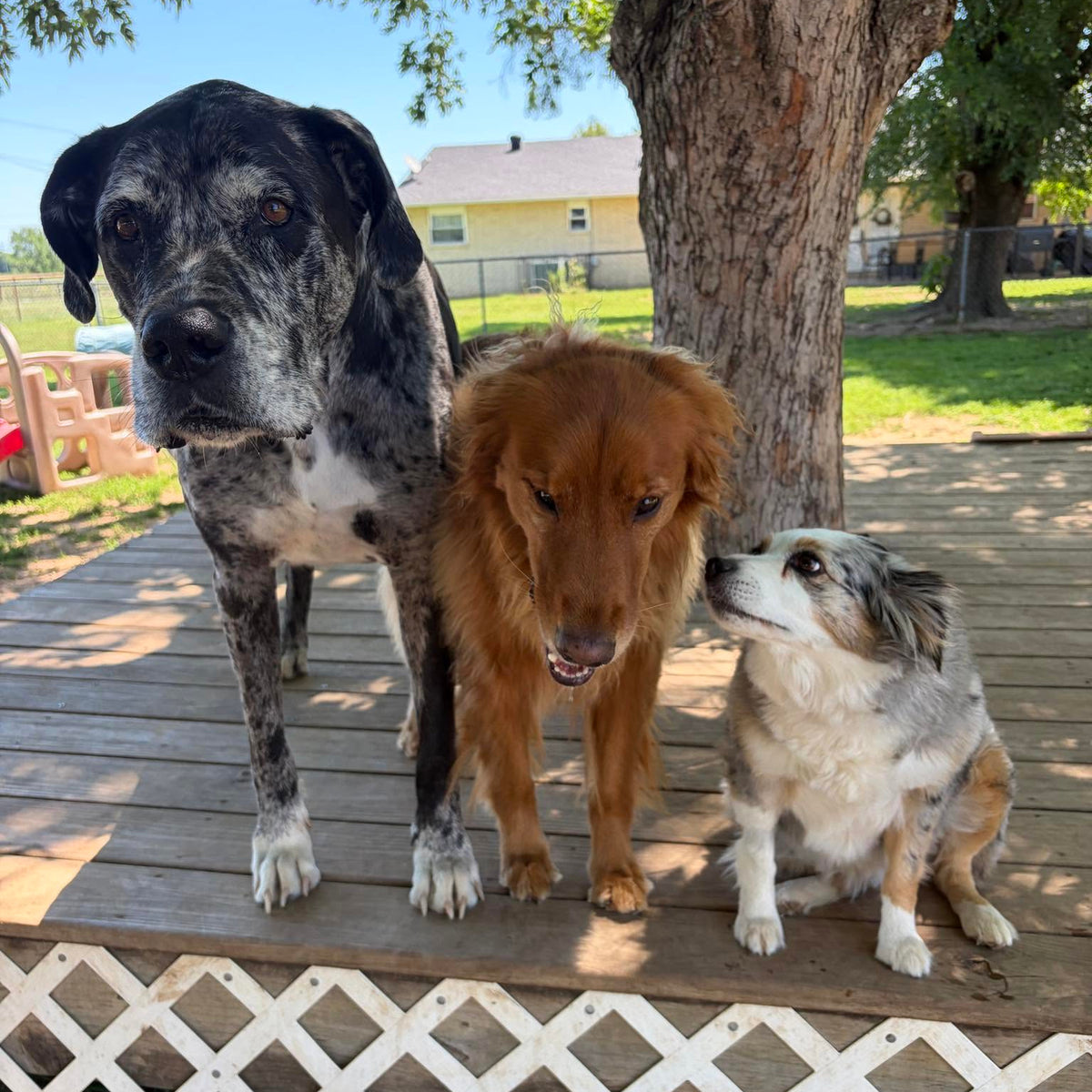 Three dogs—a large gray-and-black dog, a golden dog, and a smaller tricolor dog—gathered on a wooden deck beneath a shade tree.
